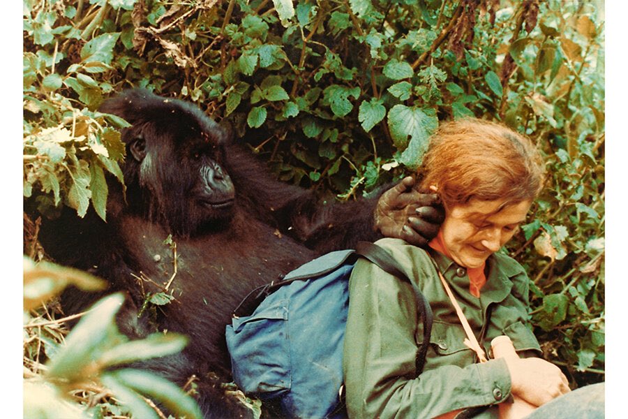 To #DianFossey, on this day 🙏🤍🕊 A reminder of the possibilities of peaceful coexistence, our natural connection to the “wild”, and that it’s all far bigger than just us ✨