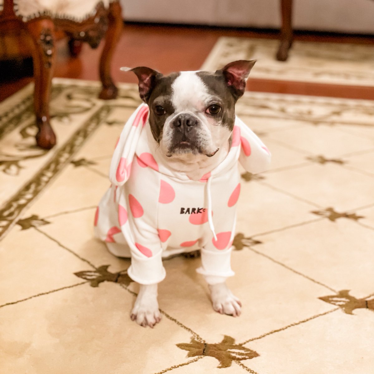 BostonZeezee's tweet photo. Lounging on a lazy Monday #DogsofTwittter #bostonterrier https://t.co/DEdDQBOND8