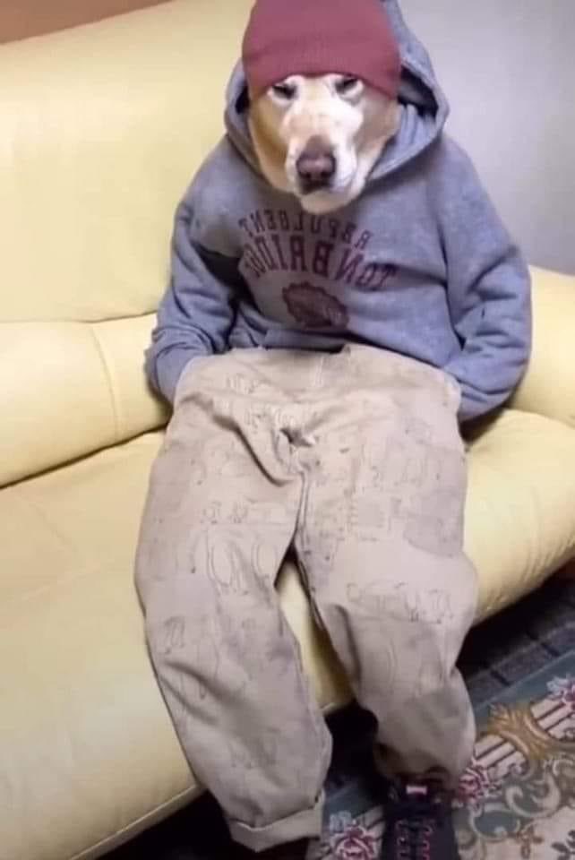 esta perro el frió