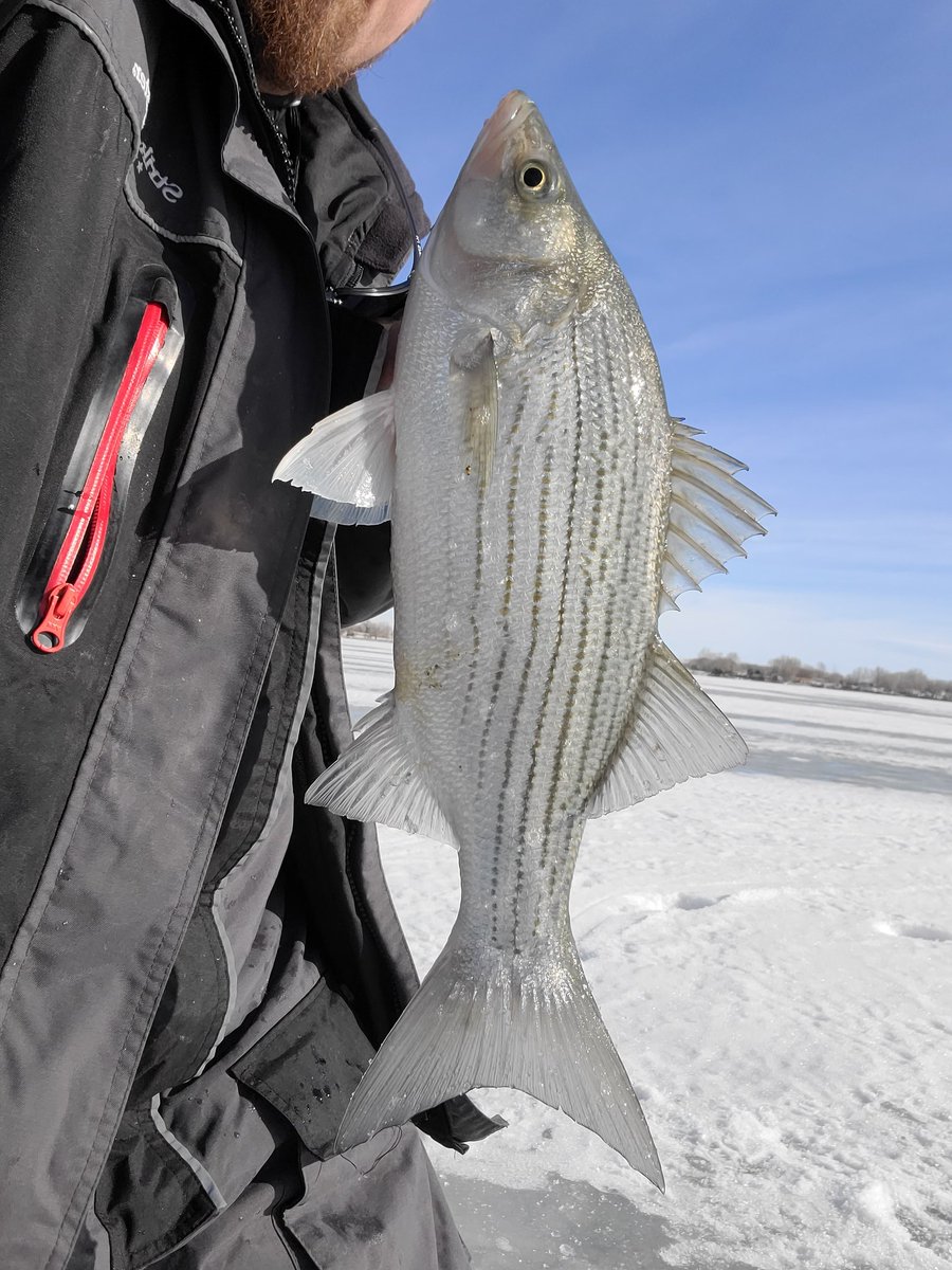 SFO303's tweet photo. 1st time chasing Wiper.. Found what they wanted and averaged 20" #Wiper all day. Chartreuse #Microattack by @DynamicLures
#icejigs #icerods #icefishing https://t.co/2yJchyqymr