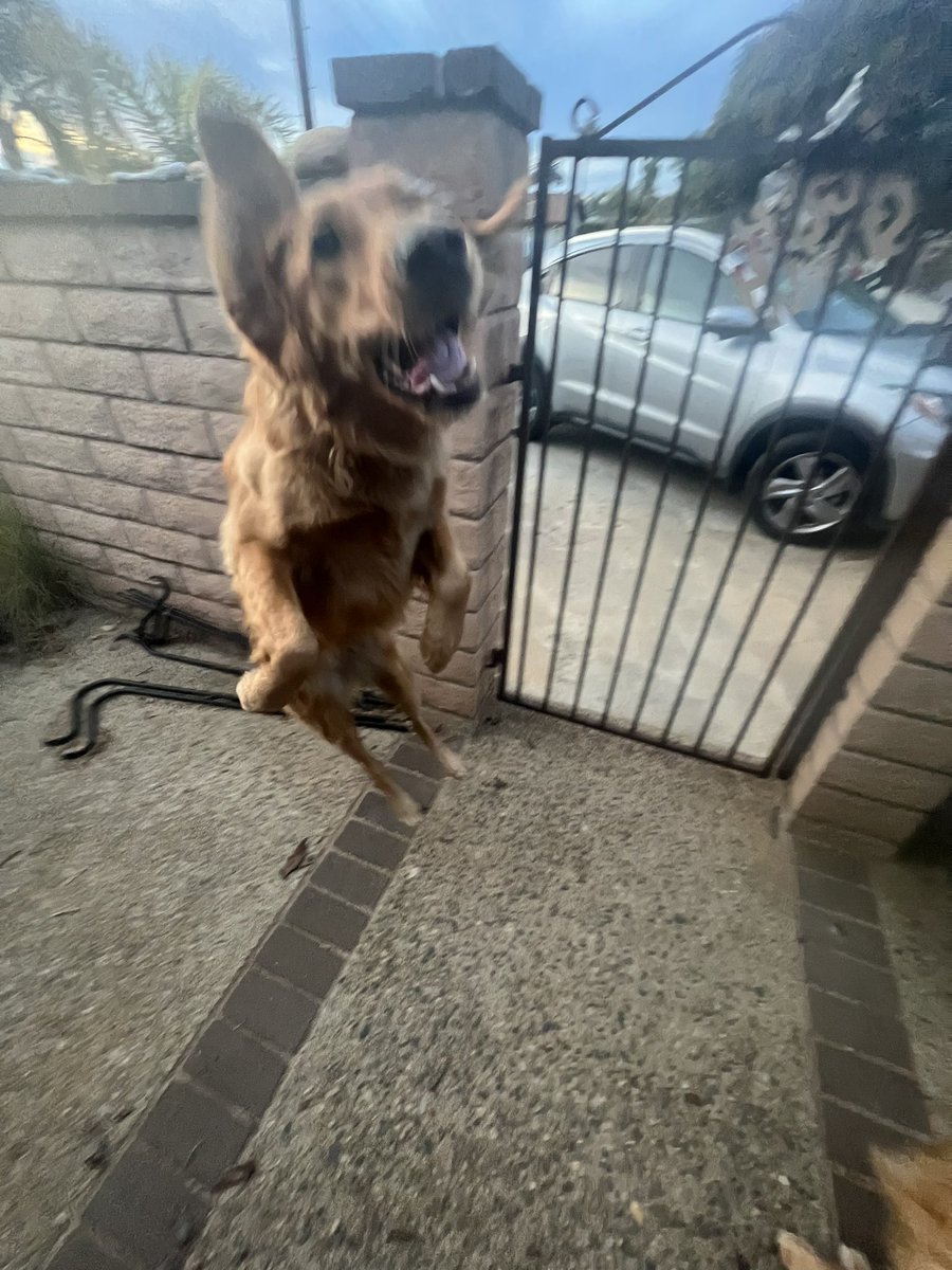 Stefrogirl15's tweet photo. @dog_rates do you rate super heroes? https://t.co/6BL4E1RI9R
