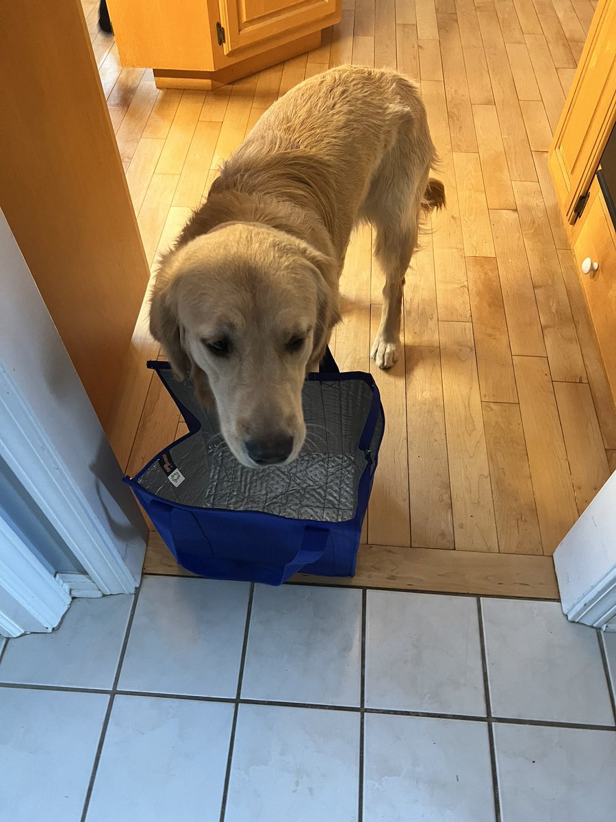 When  Christmas is over, but you are still on the naughty list 🤣🤣🤣🤣🤣🤣🤣🤣🤣🤣🤣#puppyshennanigans #codychase #naughtylist