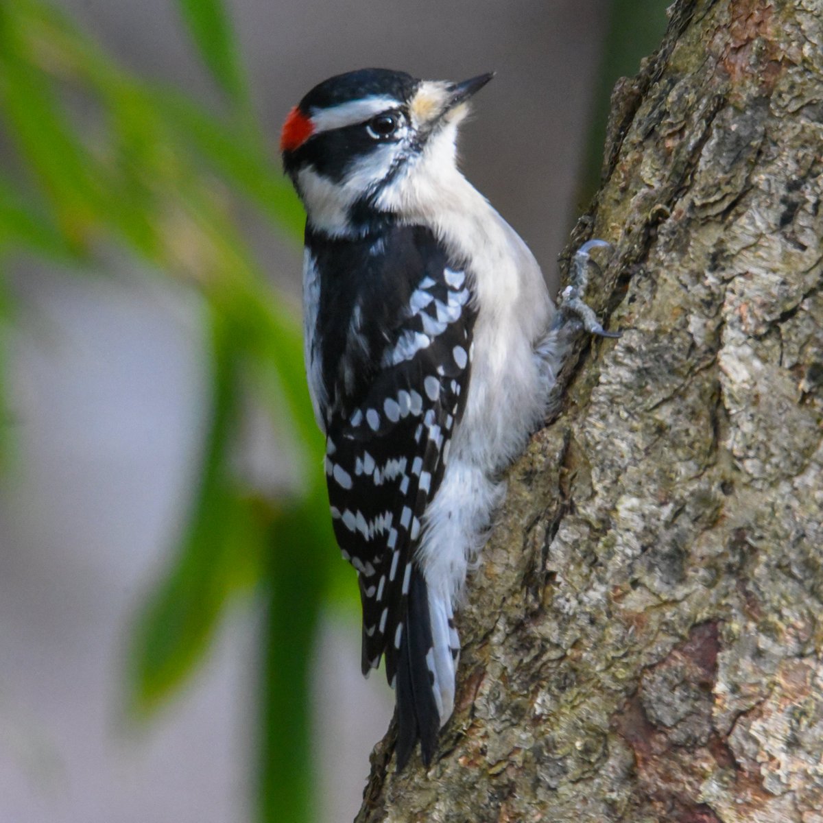 Downy Woodpecker shows up to sport some cool plumage and woodworking skills.

#downywoodpecker
#downywoodpeckers
#your_best_birds #marvelouz_animals_
#joyful_pics
#total_birds
#kings_birds
#made_nature_pics
#moon_best_animals
#world_bestanimal
#onfire_animals
#onfire_wildnature