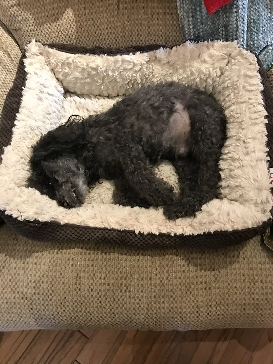 Mr_Chitlin's tweet photo. @brown_eyed_gal1 Dec 10, 2020. He had passed a couple hours before and we laid him in his favorite bed. Took him to the vet for cremation right after the picture was taken. He was 13 and had congestive heart failure. Still miss the little toot. https://t.co/rc1C1uiYOZ