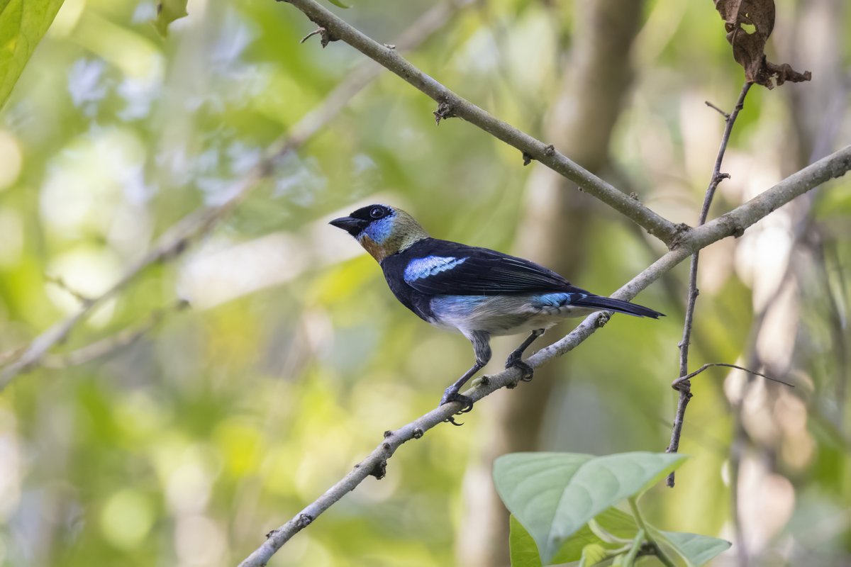 matttrevillion1's tweet photo. Golden-hooded Tanager, Panama #canopytower #panama #birdphotography #BirdsOfTwitter #BirdsSeenIn2022 #birding #BBCWildlifePOTD #conkermagazinepotd #wildlifephotography #wildlife #nature #NaturePhotography #nature撮影会 #TwitterNatureCommunity #TwitterNaturePhotography #gamboa https://t.co/wGdCVo1wqx