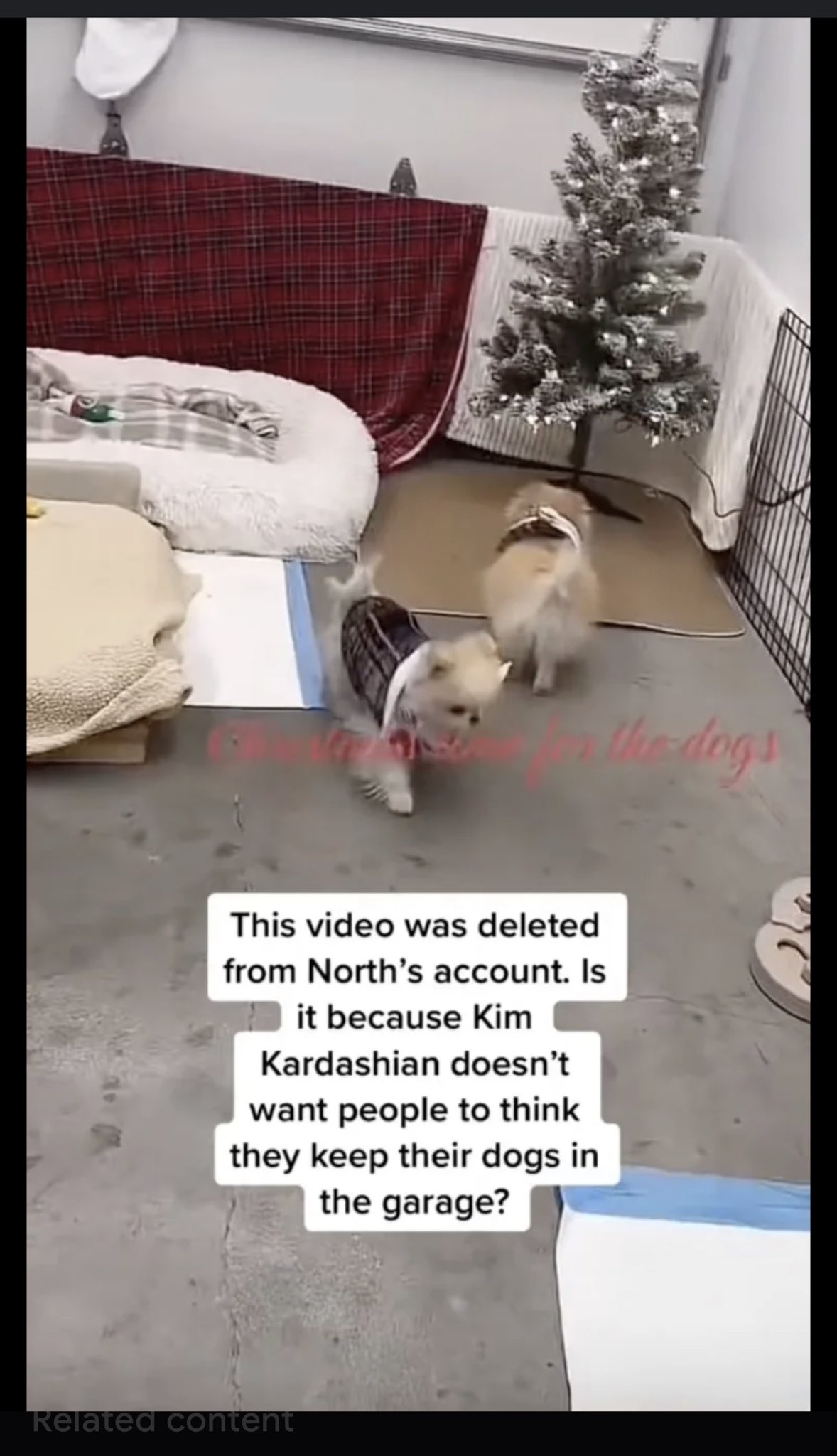 How Can I Keep My Dog Cool In The Garage