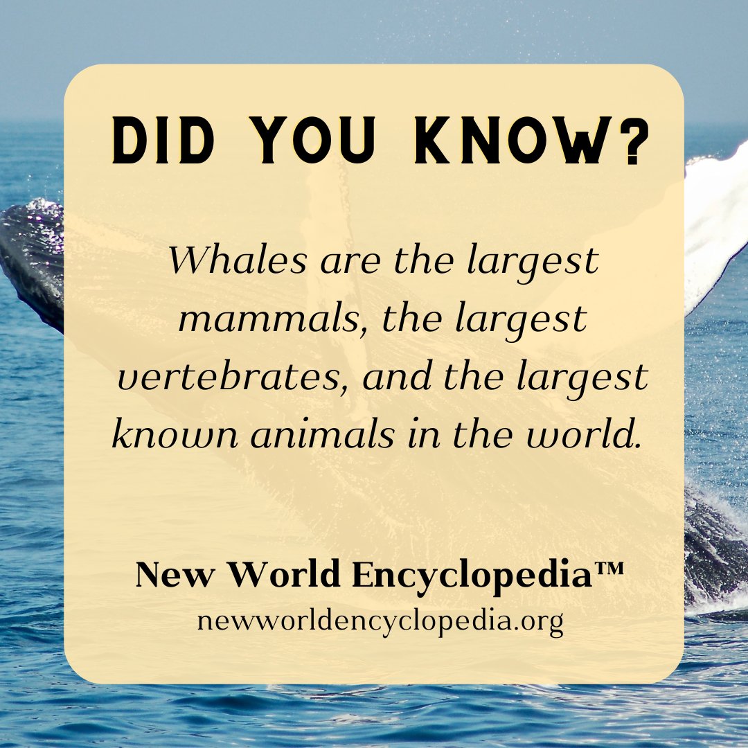 Did you know?

Whales are the largest mammals, the largest vertebrates, and the largest known animals in the world.

Read more interesting facts at newworldencyclopedia.org.
.
.
.
#facts #dailyfact #factoftheday #knowledge #encyclopedia #whales  #animals #newworldencyclopedia