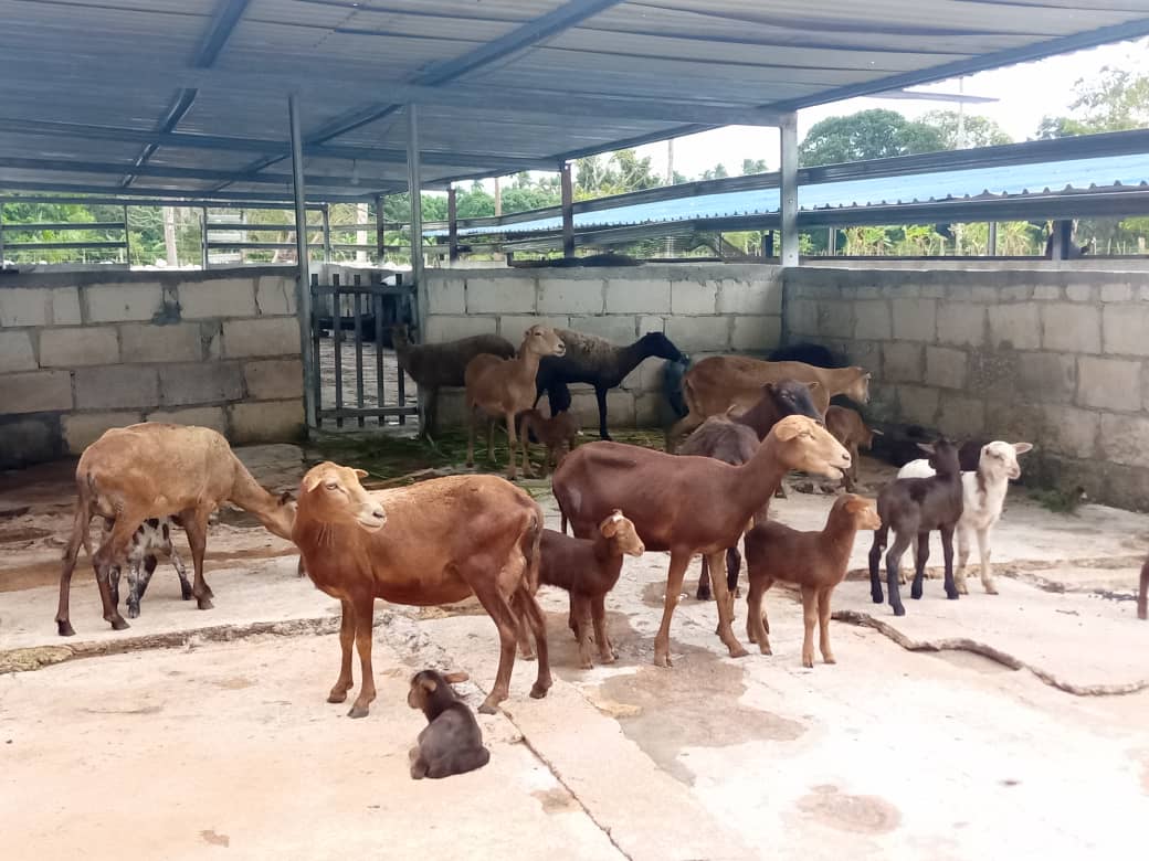 IvnMartnezIzqu1's tweet photo. Recorrido del M/Buró Provincial del PCC,   Luis Alberto Rodríguez por La Finquita , módulo  pecuario de la granja 1, de la Empresa agroindustrial Victoria de Girón.
#Matanzas 
#JagueyEnVictoria 
@DiazCanelB 
@SuselyMorfaG 
@SunyGarca1 @gonzalez_meilys @PomaresCardena2 
@Yeneimis https://t.co/8pPhcsP3iy