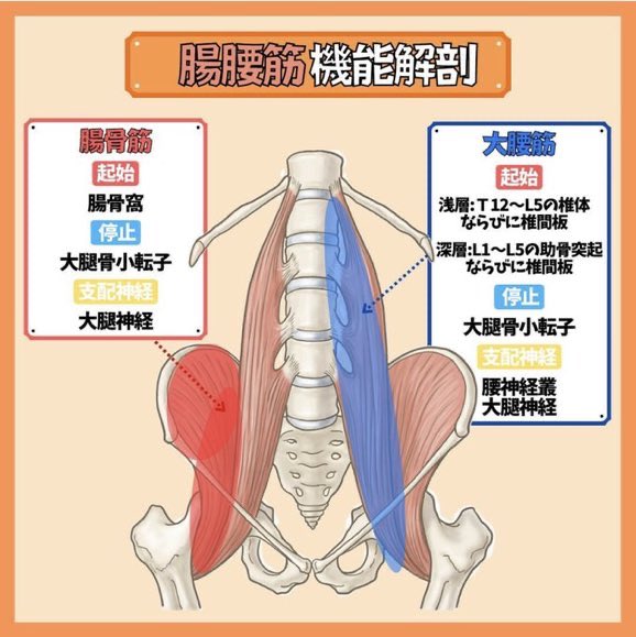 JyuseiContents's tweet photo. 【解剖学】
⚠️体幹の筋���⚠️

✅腸腰筋
(大腰筋、腸骨筋)

✔️股関節の屈曲
→腸腰筋が硬すぎると反り腰を生じる。

✔️股関節の外旋

臨床で頻繁に聞く筋肉なのでしっかり作用やバイオメカニズムを理解しましょう！ https://t.co/kh08GdV176