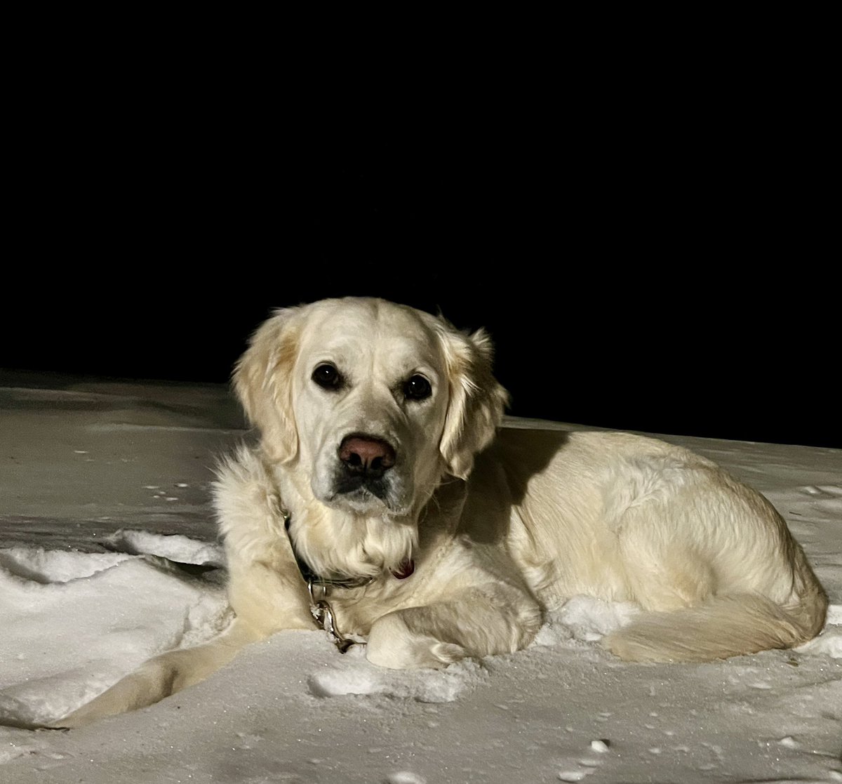 Layla the Dog tweet media