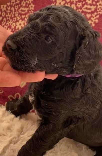 goldendoodleusa's tweet photo. Puppies are ready for re-homing contact us for details.
#goldendoodle #goldendoodlepuppies #minigoldendoodle #miniaturepuppies #DogsofTwittter #dogs #dogsarefamily #Dog #puppy #Puppies #puppygf #puppylove https://t.co/HEVCE9UxgM