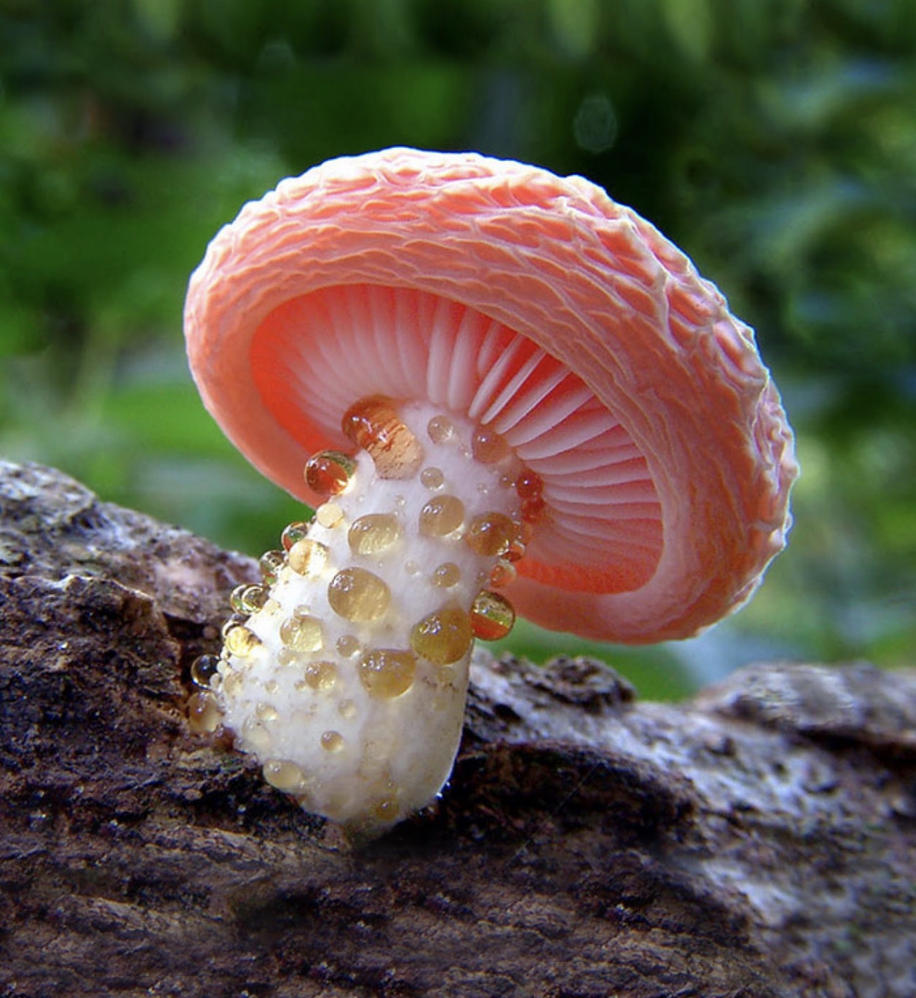 Wrinkled Peach Mushroom Lamp