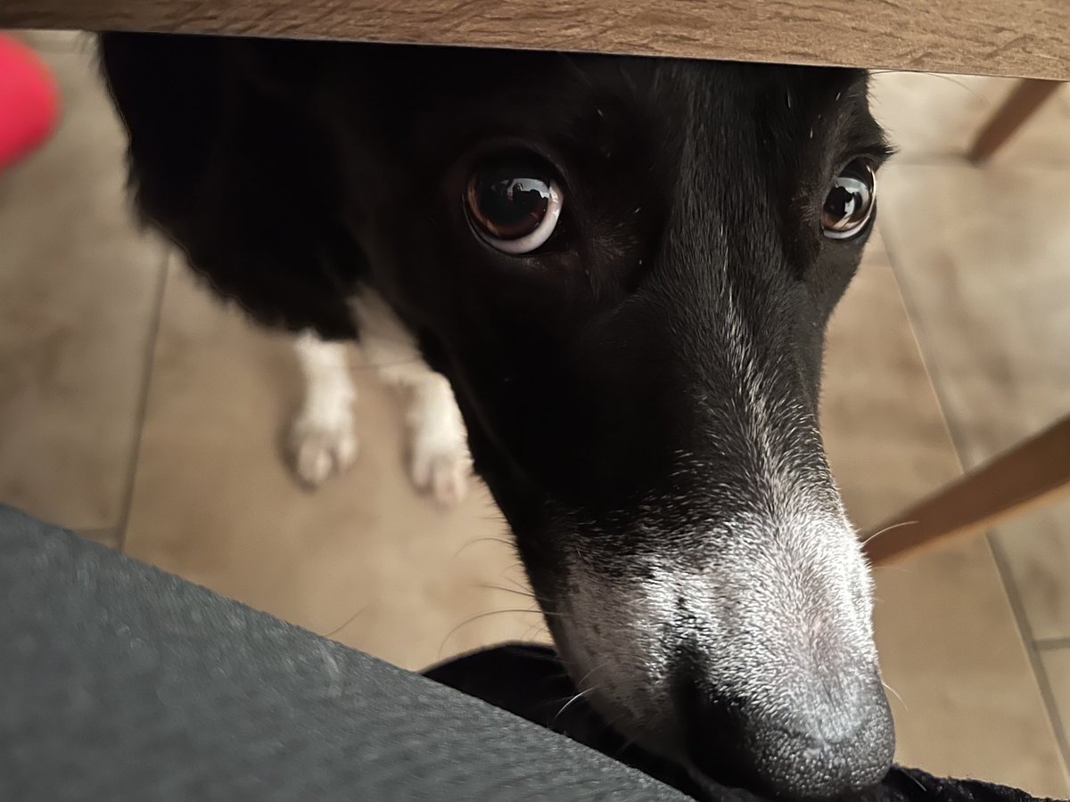 Inessa_Hundi's tweet photo. Darf ich bitte bitte auch was abhaben?!?!? 🥺🍽️🙏🏼 #weihnachtsessen #bittebitte #hundeblickklapptwohlnicht #gemeindiemenschen https://t.co/pHhuEMswSM