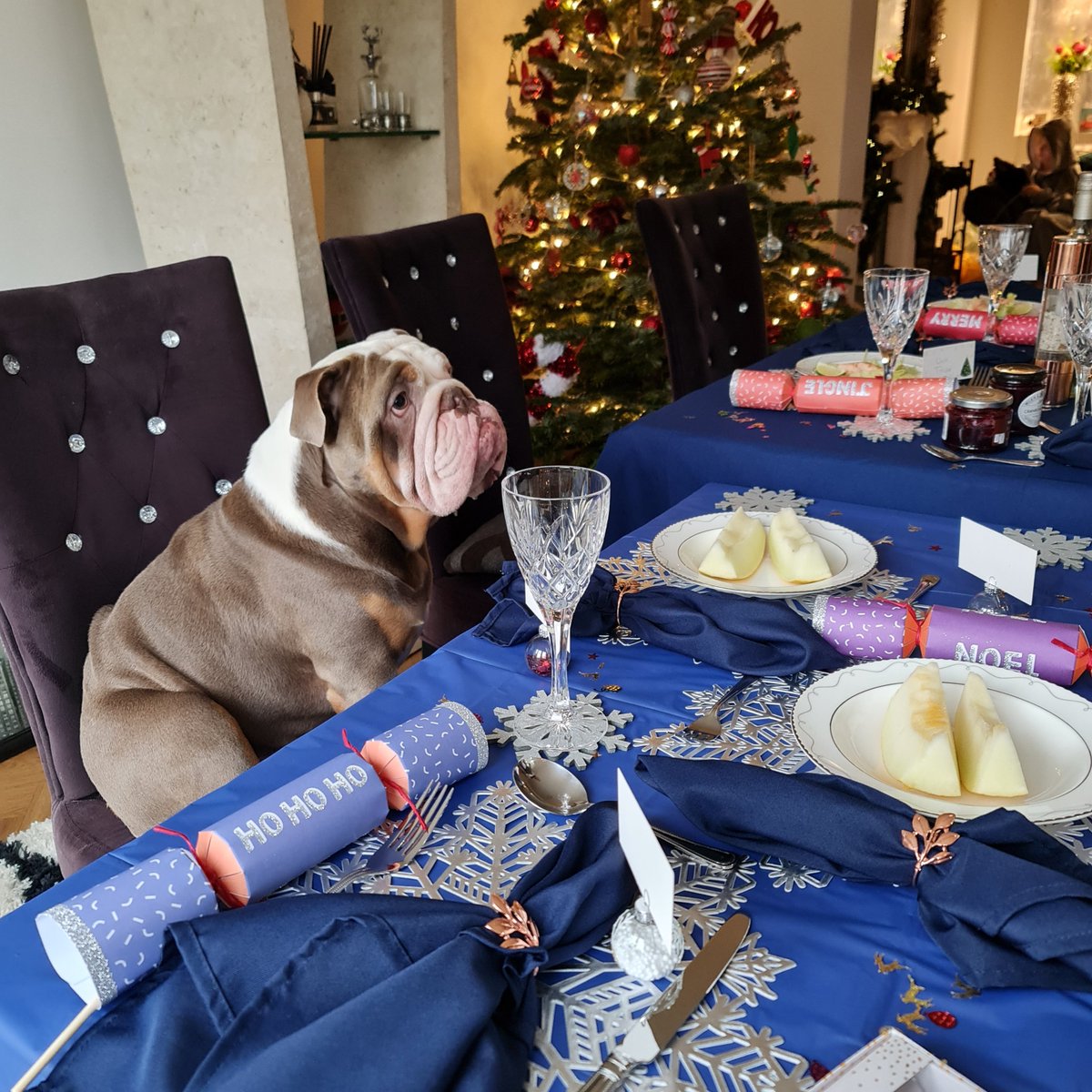 Waiting for the main course. Merry Christmas from Reggie and me x 
#DogsOnTwitter #Christmas #ChristmasDay #christmasstree #bulldoglover #Bulldogs #dinnerdate #christmaslunch #christmastable #starter #WaitingForYouForALongTime #FoodieBeauty #Food