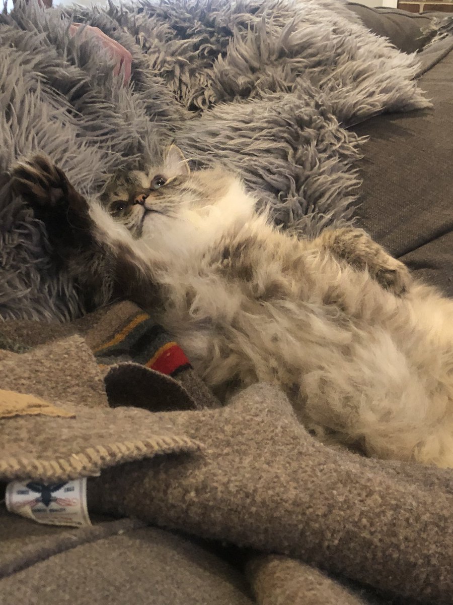 Vlad the Impaler the Cat tweet media