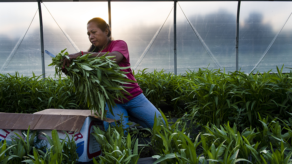 Tufts Alumni (@tuftsalumni) on Twitter photo Committed to supporting sustainable small-scale agriculture, <a href="/TuftsNutrition/">Tufts Nutrition</a> Board of Advisors chair Trisha Perez Kennealy, and her husband Mike, established a new directorship at the <a href="/NewEntry/">New Entry (NESFP)</a> to help increase the program’s local and national impact. fal.cn/3uHgb Committed to supporting sustainable small-scale agriculture, <a href="/TuftsNutrition/">Tufts Nutrition</a> Board of Advisors chair Trisha Perez Kennealy, and her husband Mike, established a new directorship at the <a href="/NewEntry/">New Entry (NESFP)</a> to help increase the program’s local and national impact. fal.cn/3uHgb