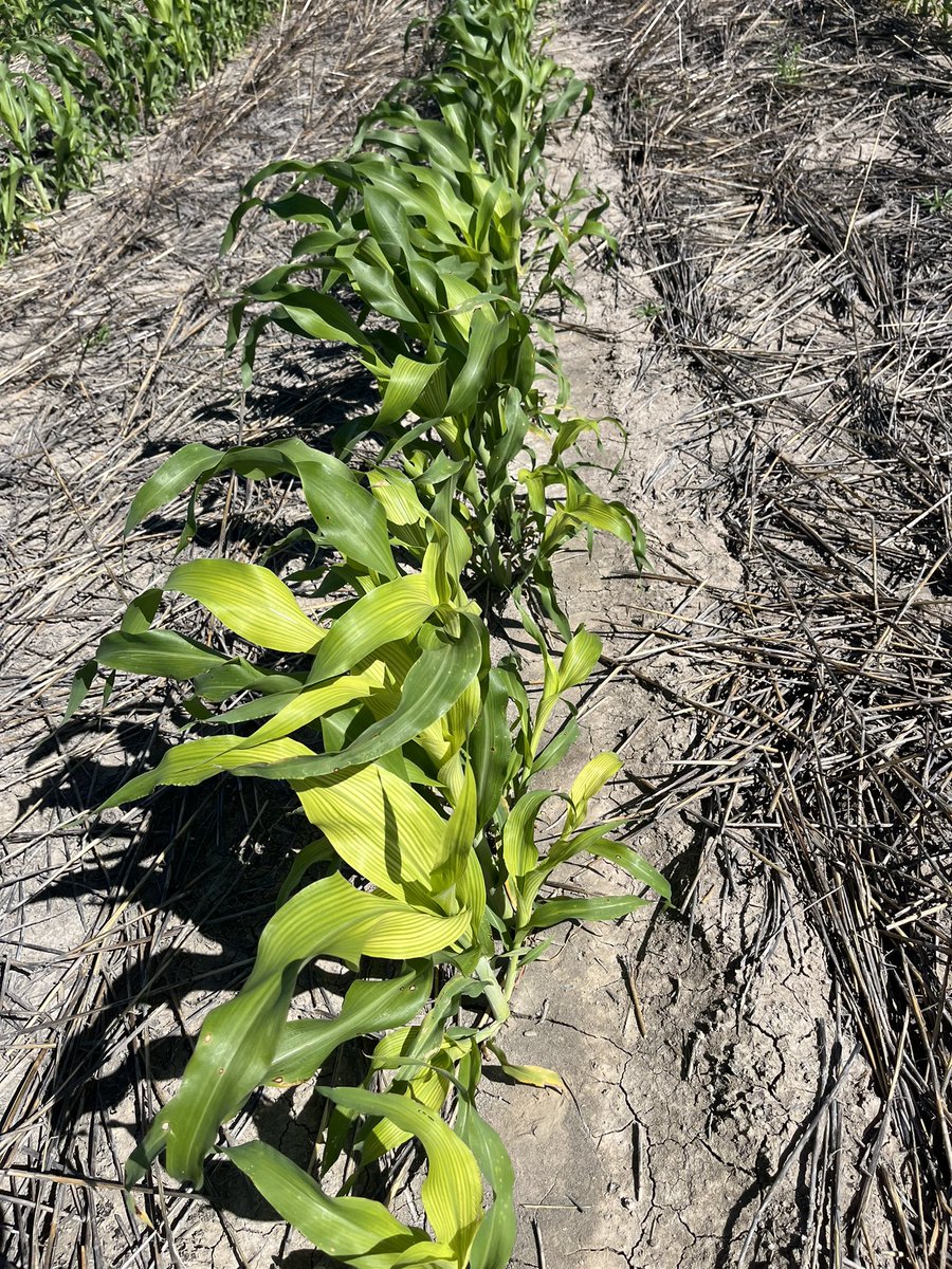 I’m suspecting Balance (isoxaflutole) herbicide damage in this sorghum . Even though it was applied 12months ago . Anyone else seeing this ?