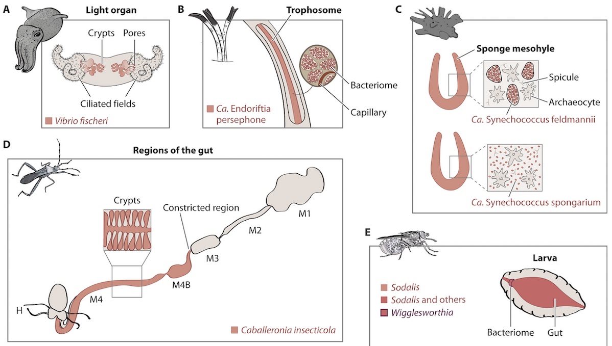 CorrieDetweiler's tweet photo. New, Flórez and colleagues on mechanisms underlying the early stage of beneficial bacterium-invertebrate associations, from initial contact to the establishment of the symbionts in specific locations within the host. https://t.co/H08IF78VPU @ASMicrobiology #MMBR https://t.co/wEWkGchyIK