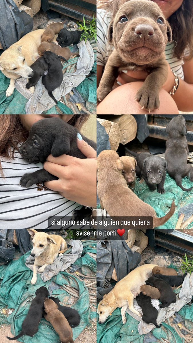 mitiriti's tweet photo. estan estos perritos en mi barrio, si alguno quiere porfi avisenme 
pd: son gorditos hermosos con un olor a bebe que mata 🥹🫶🏼 https://t.co/asC1TUS8FF