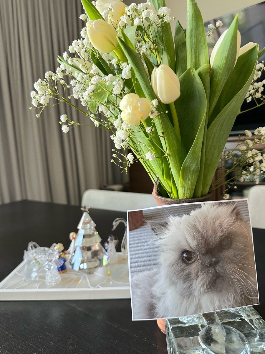 １８年前のクリスマスイブにかわいい活発な初めての女の子としてファミリーに迎えられた猫、ノイが、偶然にも同じクリスマスイブの日に天国に旅立ちました。人間の年齢に換算すると９０歳。主人がかわいがっていた猫は、主人亡き後母と私に愛され、また一方で私たちのことを支え続けてくれました。