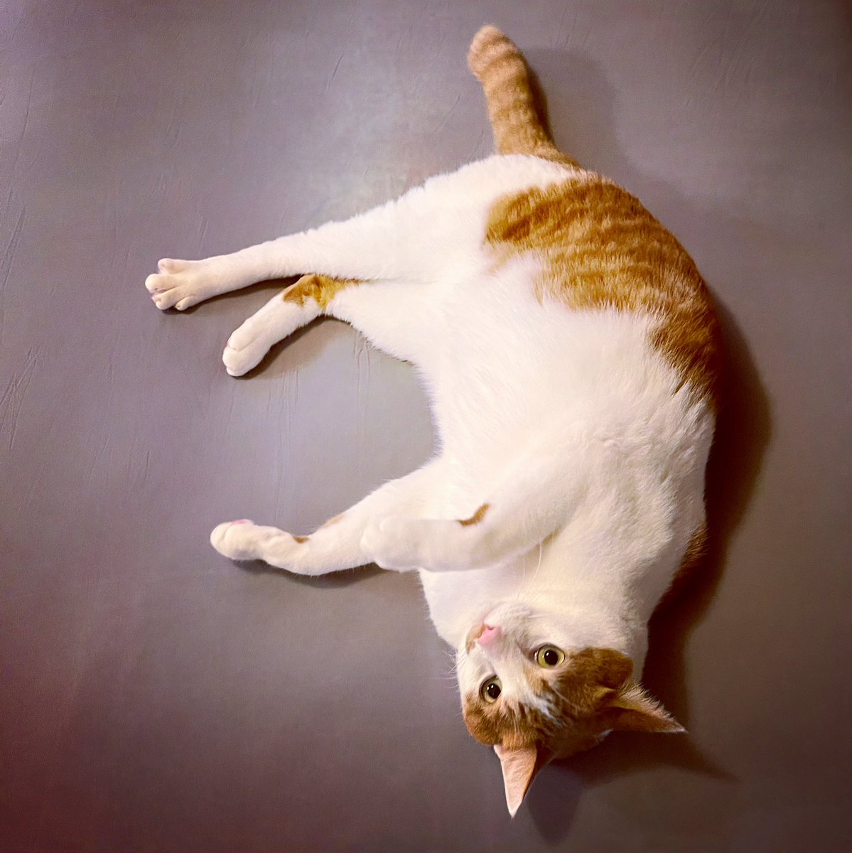 twism2126's tweet photo. the cat is falling
ネコが落ちている
#cat
#koushi https://t.co/CUtF0wqtCt