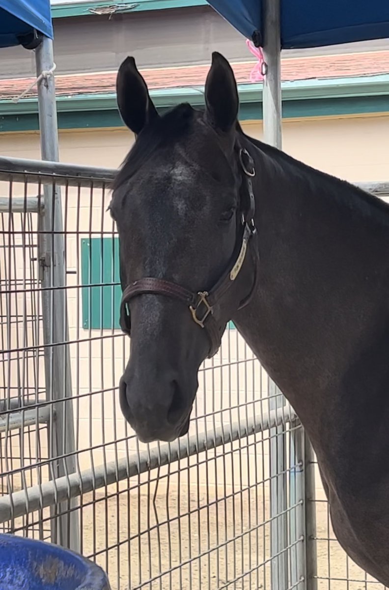 MargaretDammit's tweet photo. Muh girl is a grade 1 winner! #FunToDream #LaBrea #Arrogate ♥️ https://t.co/Do36m4yVAM