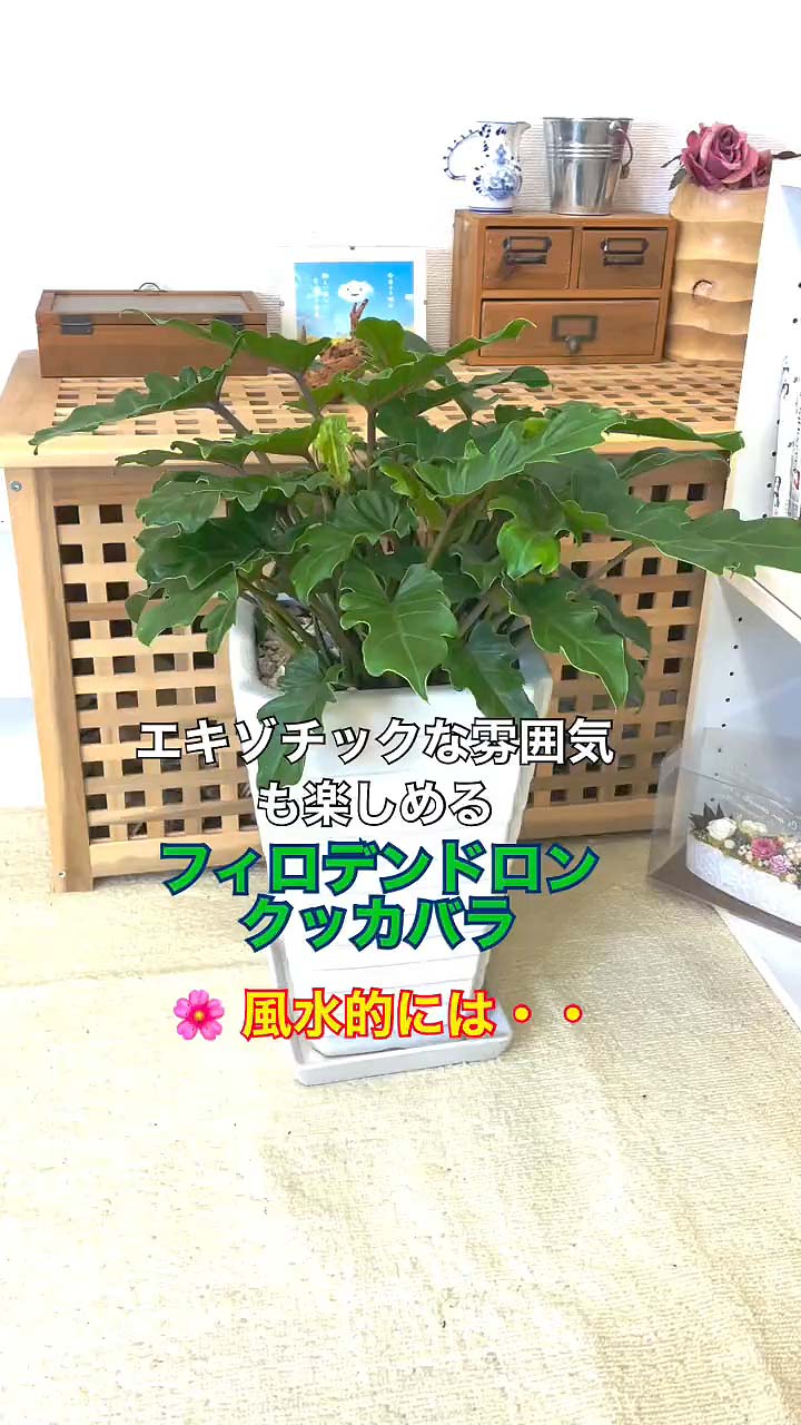 ブルーミングスケープ 観葉植物の通販 Bloomingscape Twitter