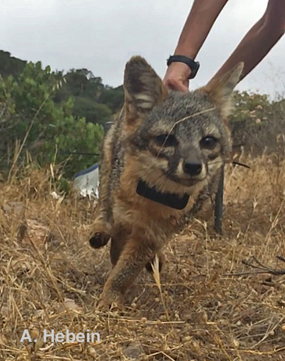ifoxtweet's tweet photo. Cassidy’s gathering momentum - sponsor her 50K run across Catalina and support island foxes! #islandfox,#FriendsofIslandFox, https://t.co/CsCts4xXbZ https://t.co/L3Lc6ZEFCy