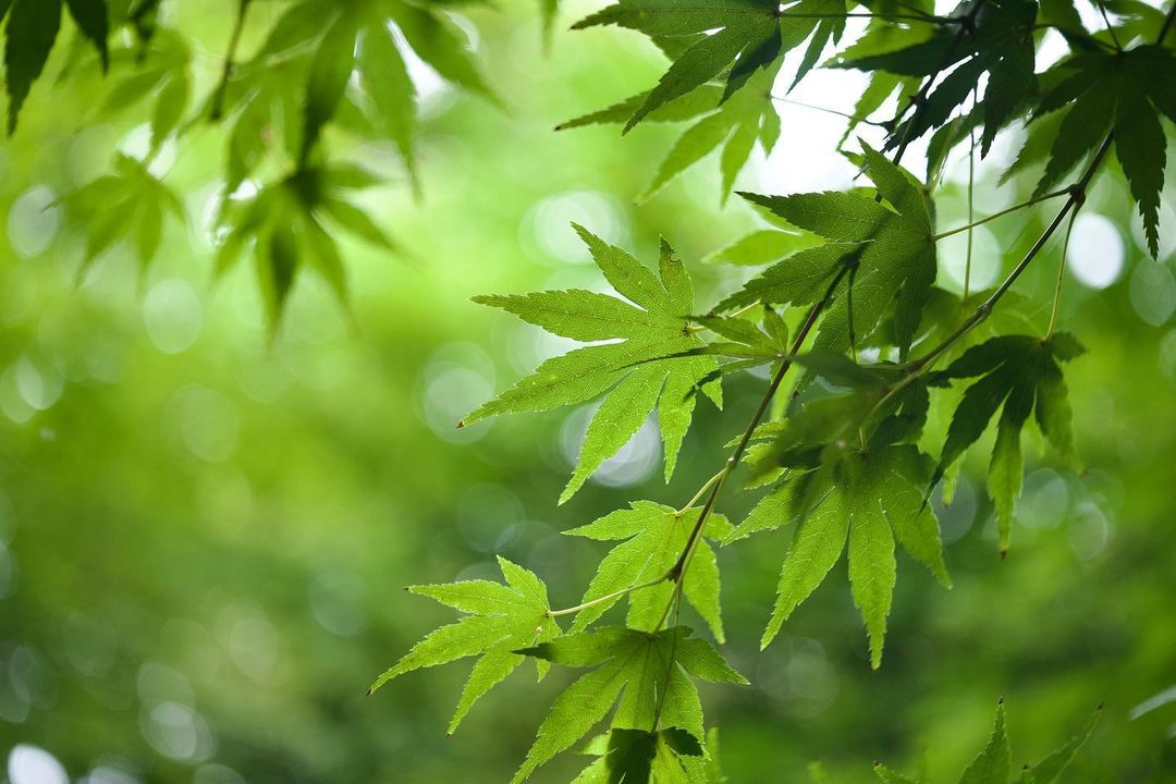 onescene_com's tweet photo. <このレンズご存じですか？>
INDUSTAR 50-2 50mm F3.5

わずか68gの旧ソ連製テッサー型レンズ。豪快な“シャー”が出ます♪
https://t.co/2WBZZb4nHF

※作例提供：Kuroyan（https://t.co/EZ0SdsHvu8）さん

--
#オールドレンズ #industar #写真好きな人と繋がりたい https://t.co/Mp8O2fQ28A