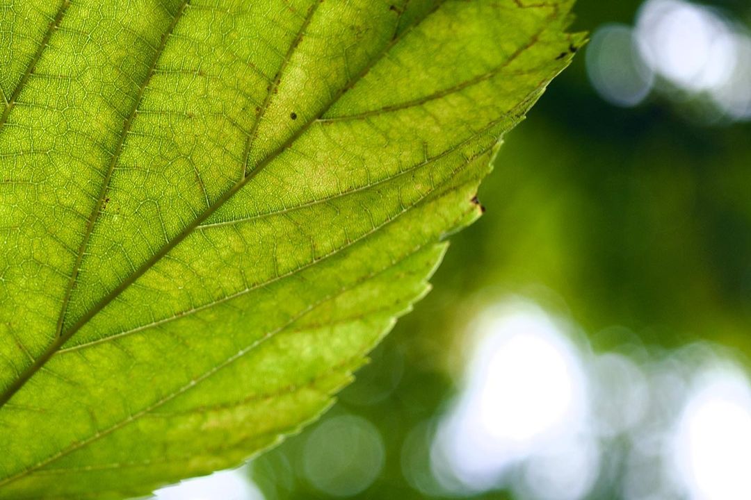 onescene_com's tweet photo. <このレンズご存じですか？>
INDUSTAR 50-2 50mm F3.5

わずか68gの旧ソ連製テッサー型レンズ。豪快な“シャー”が出ます♪
https://t.co/2WBZZb4nHF

※作例提供：Kuroyan（https://t.co/EZ0SdsHvu8）さん

--
#オールドレンズ #industar #写真好きな人と繋がりたい https://t.co/Mp8O2fQ28A