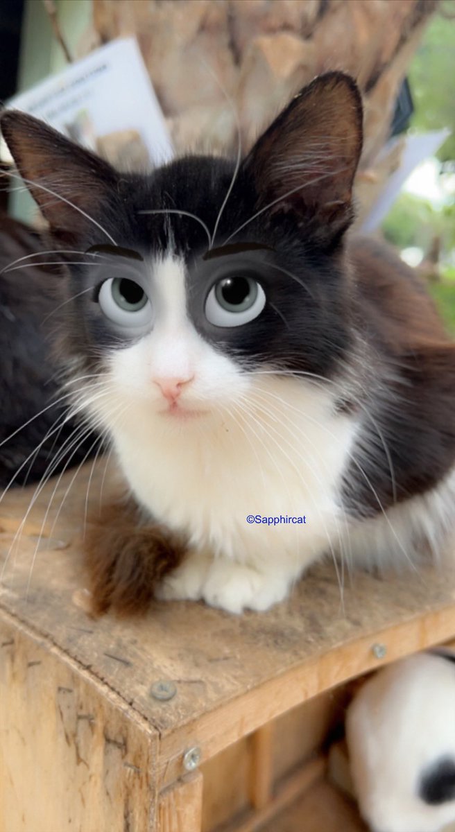 Sapphircat's tweet photo. ❤️ Cute cat😍
#nft #NFTartists  #NFTProject  #NFTCommunity  #nftphotography  #猫 #深圳民宿 #貓 #ねこ #ねこ部  #고양이  #lovecats #china #meow #貓咪 #ネコ #neko #猫咪 #cats_of_world #kitty #喵星人 #cutecat #貓貓 #pets #上海 #ねこ部 #猫部 https://t.co/Dwz1r9AWrt