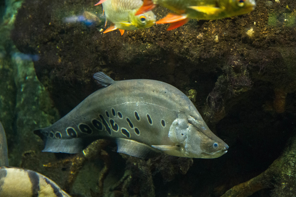 Today's fish is the Clown Knifefish (Chitala ornata)! Their long, flat anal fin gives them the distinctive sharp look that earned their name. They're native to Indochina, but are invasive in Florida and some areas of southeast Asia. 
📸Zachary Randall, Unknown, Jan Stefka