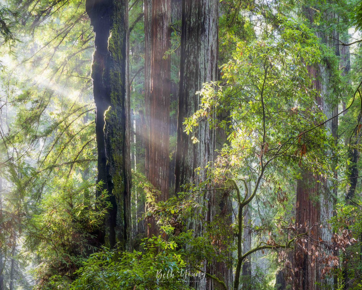 Beth Young tweet media