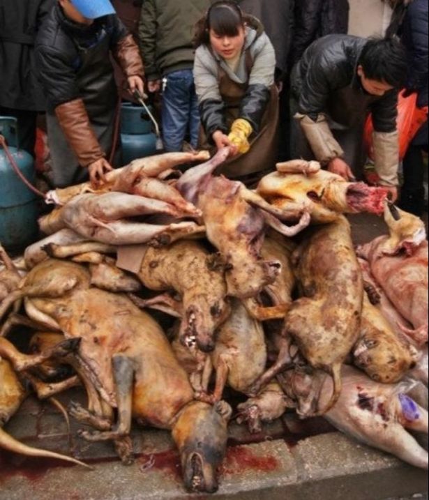 RobRobbEdwards's tweet photo. Still many thousands of Dogs are stolen from their families Clubbed to death and burnt before eating them, this occurs in many Asian countries and India https://t.co/Se6NAoOJ4d