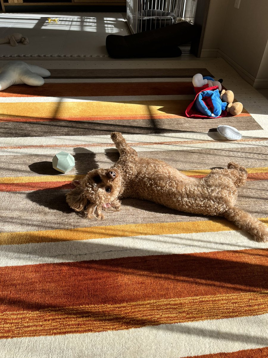 commune_os's tweet photo. 日向ぼっこ犬

#トイプードル #ノア君 #ノアの日常 #dog #めちゃくちゃ楽しそう #日向ぼっこ犬 https://t.co/oJbolXQICg