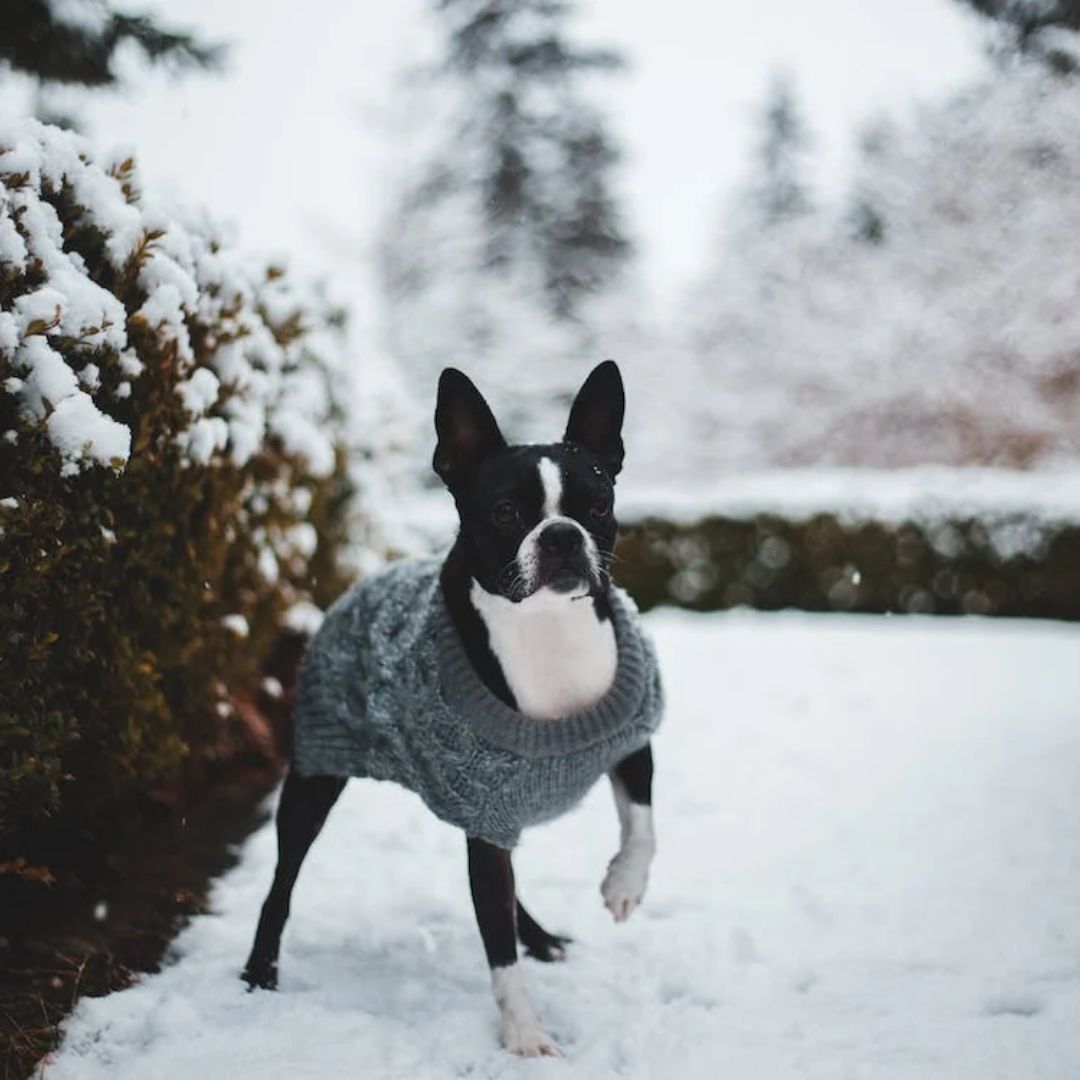 LadyKatieBlogs's tweet photo. Someone is loving the snow... https://t.co/lZFttOvhdX