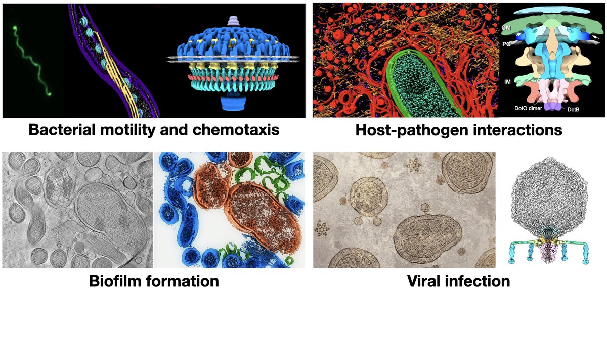 JunLiuLab's tweet image. Postdoctoral Positions @JunLiuLab @Yale #CryoET #CryoEM #postdocs #postdocposition #sciencejobs m.yale.edu/qzr7