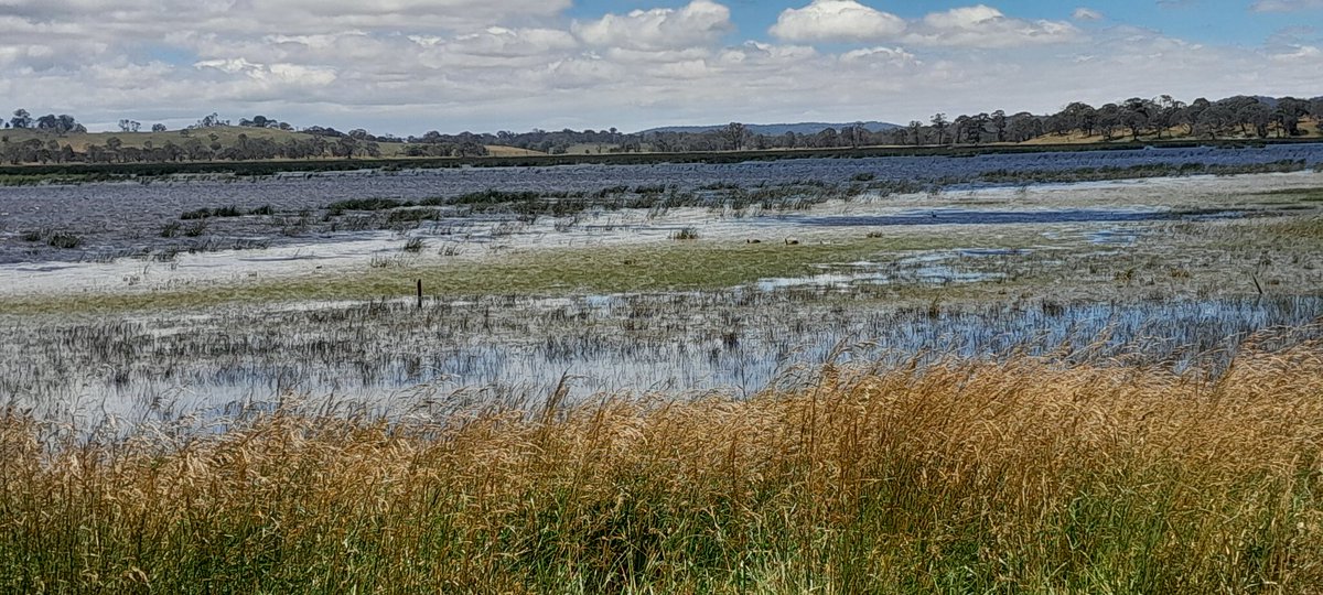 p_bloomy's tweet photo. Visiting the in-laws. Gone for a day trip to Little Llangothlin Lagoon in northern NSWπ¦πΊ
#DynamicLagoons https://t.co/Cjan7EilOe