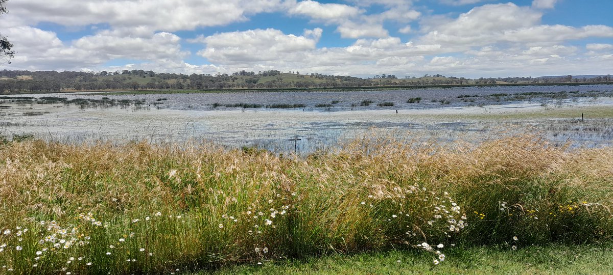 p_bloomy's tweet photo. Visiting the in-laws. Gone for a day trip to Little Llangothlin Lagoon in northern NSWπ¦πΊ
#DynamicLagoons https://t.co/Cjan7EilOe