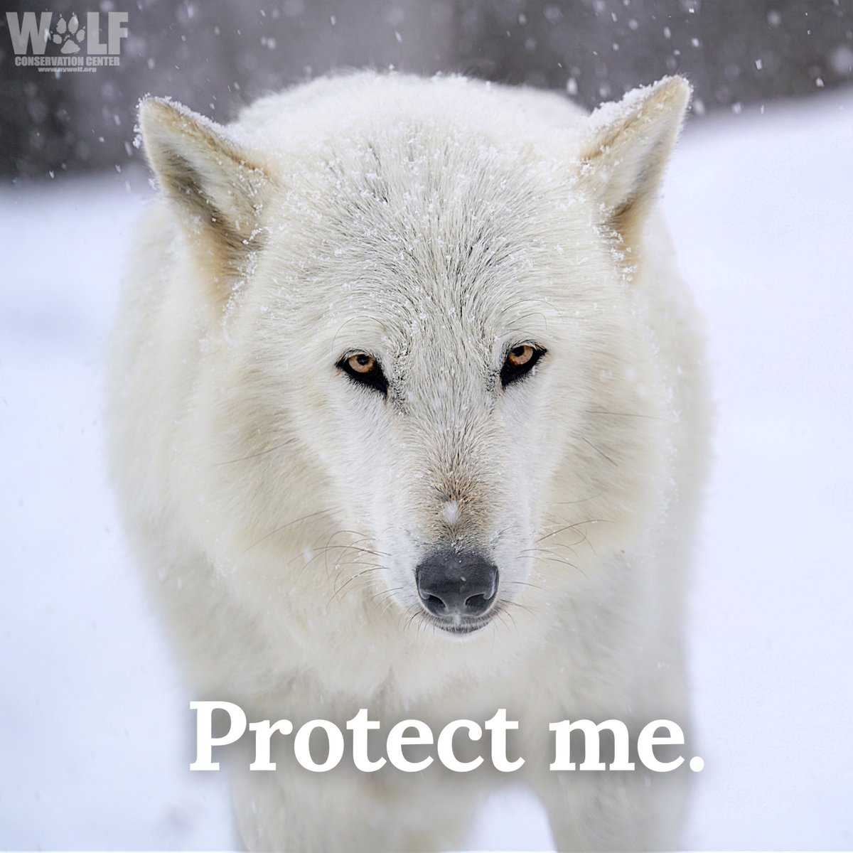 nywolforg's tweet photo. What are you planning for the final days of 2022?
Hunters in Montana plan on slaughtering more wolves. The death toll there has increased to 99.

🚨Retweet to call on the @interior to enact an emergency listing of wolves. Take action to #RelistWolves → https://t.co/ioDuOW8fAU https://t.co/U6CmAPELYV