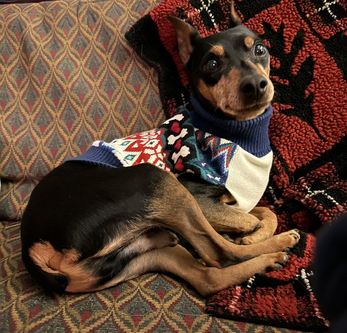 Shelby Talcott on Twitter: "Had to get the lil’ guy a new sweater to