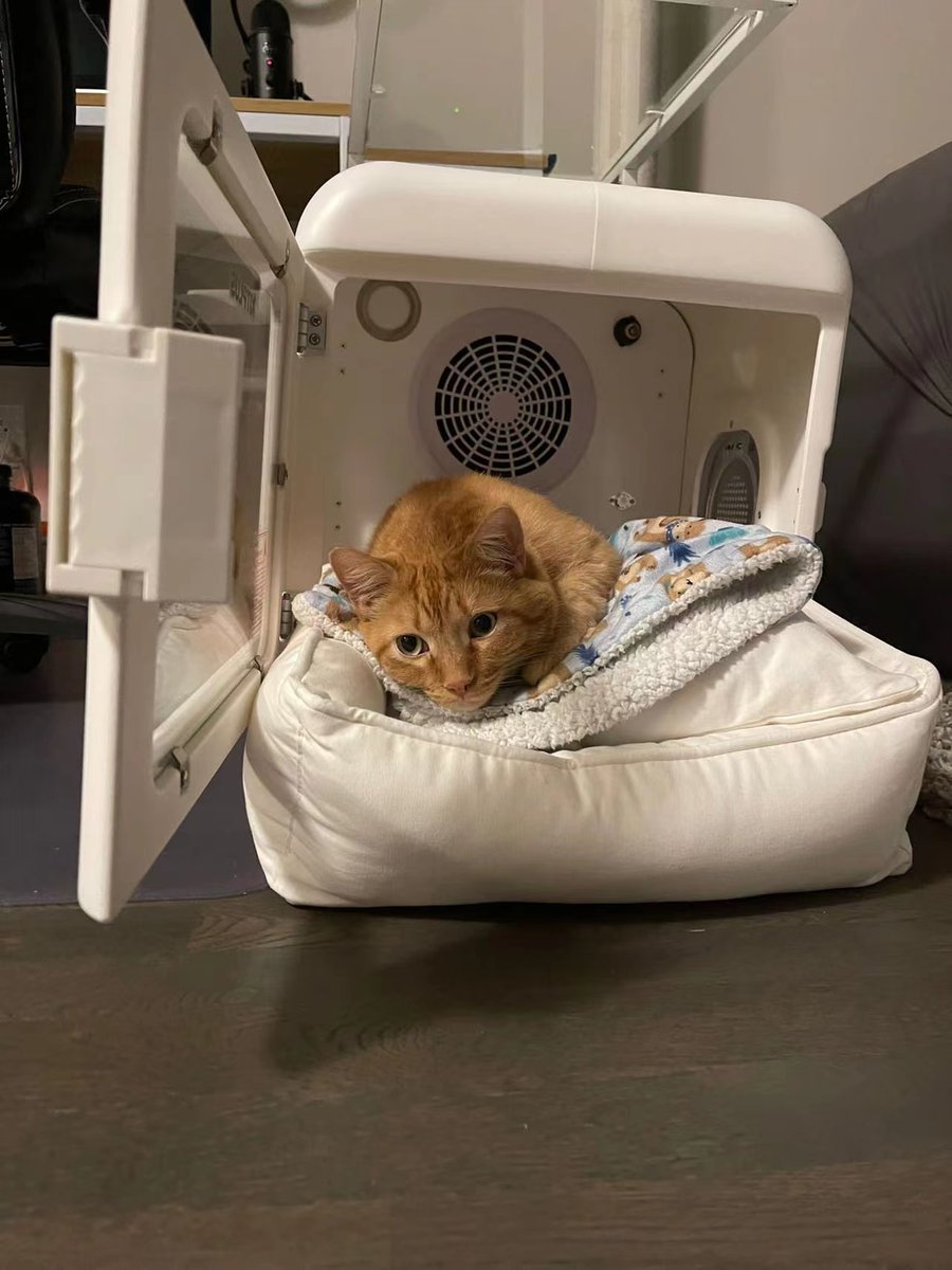 KITPLUS_T's tweet photo. When not in use... makes the puuuurfect cat bed🤣you should also add a cushion to it... so that it can double as a cat bed.

#kitplus #grooming #CatStar https://t.co/YfI4g1db4d