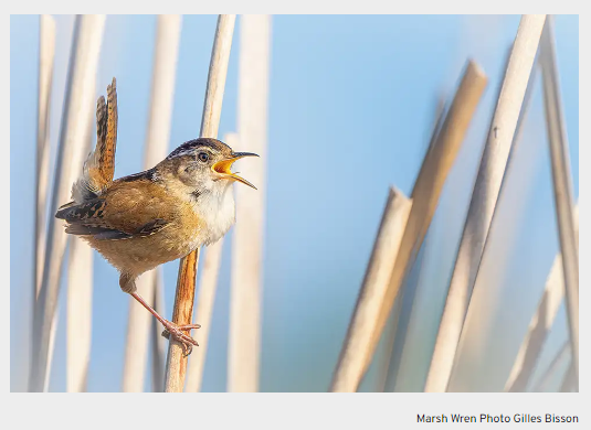Bill 23 threatens wildlife in Ontario
Even though the Ontario government has passed Bill 23, you can still speak up. We encourage you to contact your MPP, &amp; submit comments through public consultations that remain open until Dec 30. birdscanada.org/bill-23