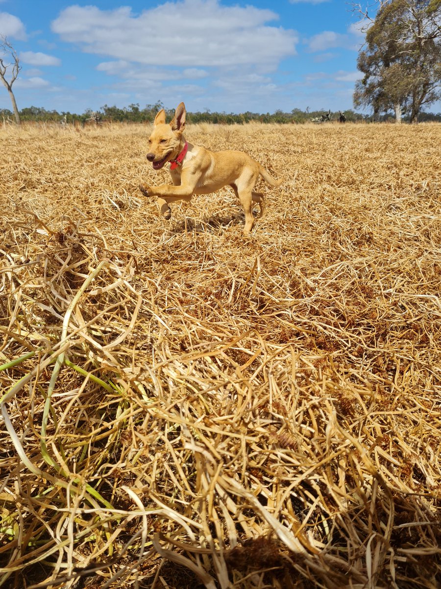 son_of_a_beech9's tweet photo. Interested in people's experiences with clover fodder crops. Currently running XB lambs on a balansa and sub fodder and it has now dried out. I'm unsure how to value what is here and how long it will last them. Cheers https://t.co/rvsLLwIiKn