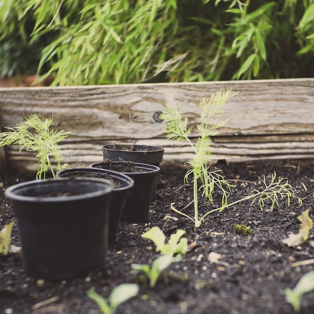 Programme Noé tweet media