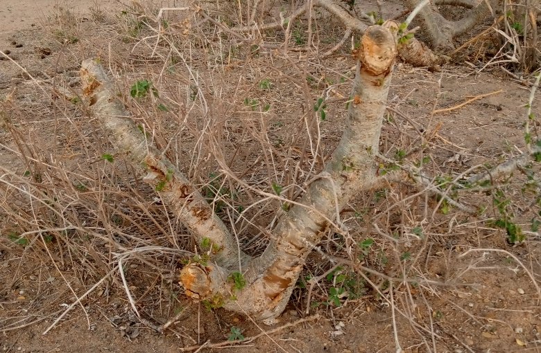 AbsameNur's tweet photo. Pastoral lands have high capabilities for Ecosystem restoration thru Natural Regeneration despite droughts caused by #ClimateCrisis . By creating land enclosures to prevent human and livestock activities, cut down trees, shrubs and root suckers quickly grow to full potential. https://t.co/LX6h99DRyJ