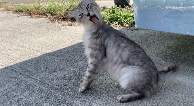 YouTubeを更新しました〜！！
ストーカー/stalker
youtu.be/qv0esboe45M
#cat #野良猫　#猫　#猫好きさんと繋がりたい
#straycat