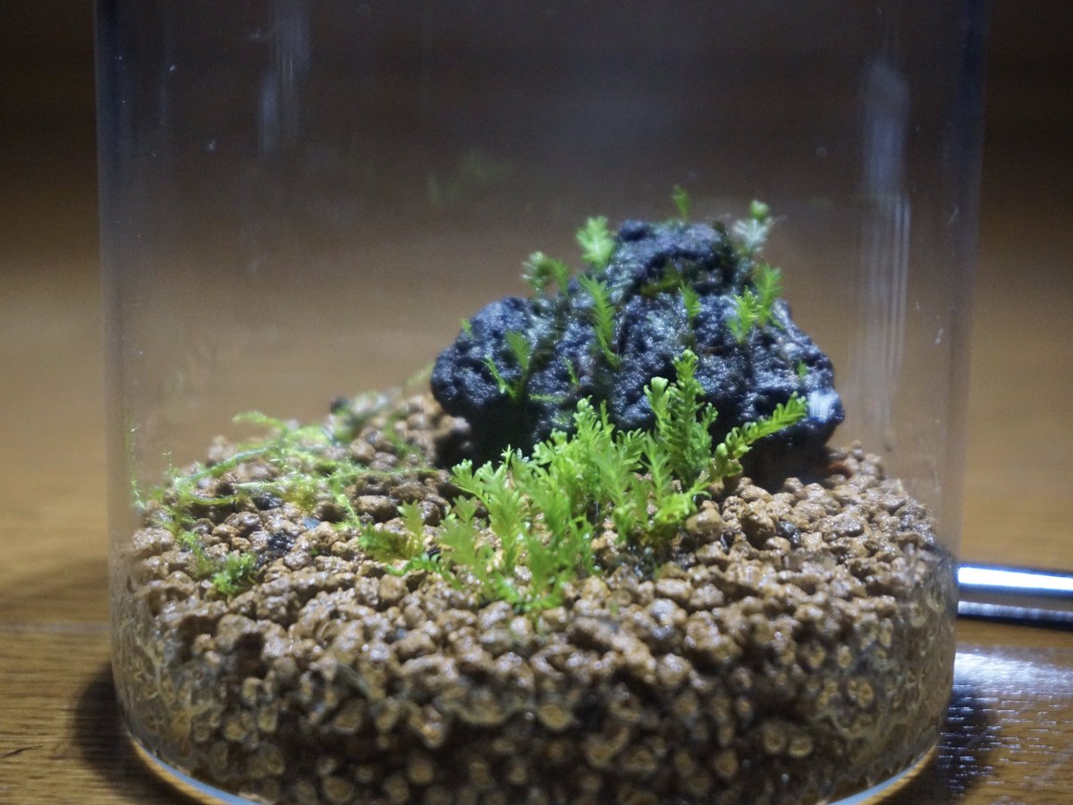 __hakoniwa_'s tweet photo. コホウオウゴケのコケリウム
順調に増えてきた
#コケリウム https://t.co/9CBkV8lz6S