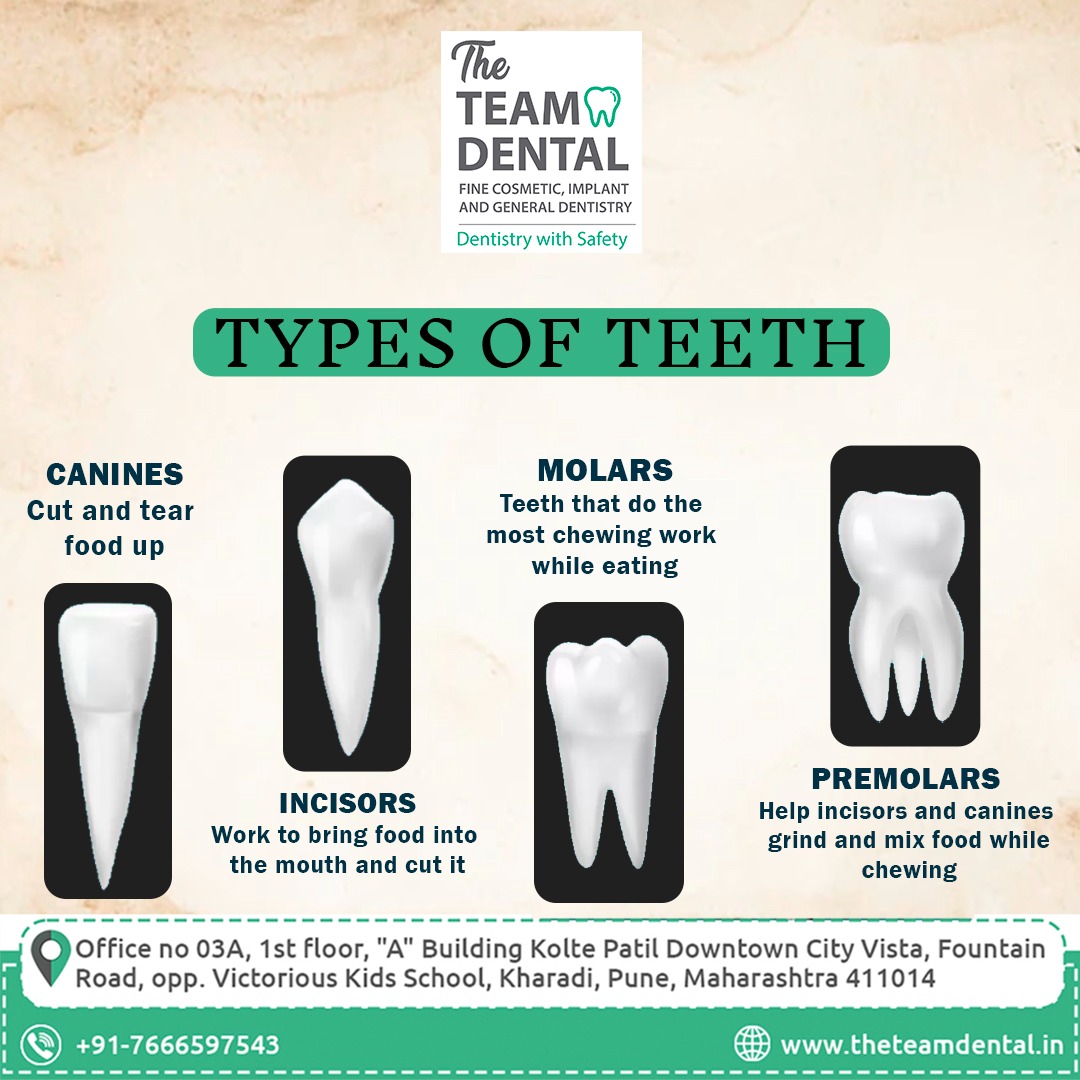 TeamDentalPune's tweet image. Human's have four types of teeth with different functions! 
Teeth help a person use their mouth to eat, speak, smile, and give shape to their face. Each type of tooth has a name and a specific function.
For more details:
📞 - 91-7666597543
.
#teethtypes #teeth #teamdental #pune