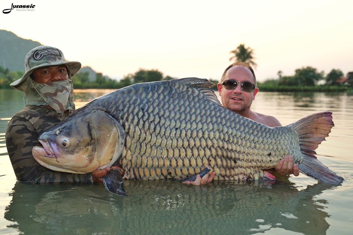 FishJurassic's tweet photo. Breaking news at Jurassic! The big white one has broken the surface again!
https://t.co/lhDzXTxgPA
enquiries@jurassicfishingthailand.com
#JurassicMountainFishingPark #Fish #BigFish #Carp #GiantSiameseCarp #Fishing #Angling #CarpAngling #PredatorAngling #AnglingAdventure https://t.co/5CEmrAjaJY